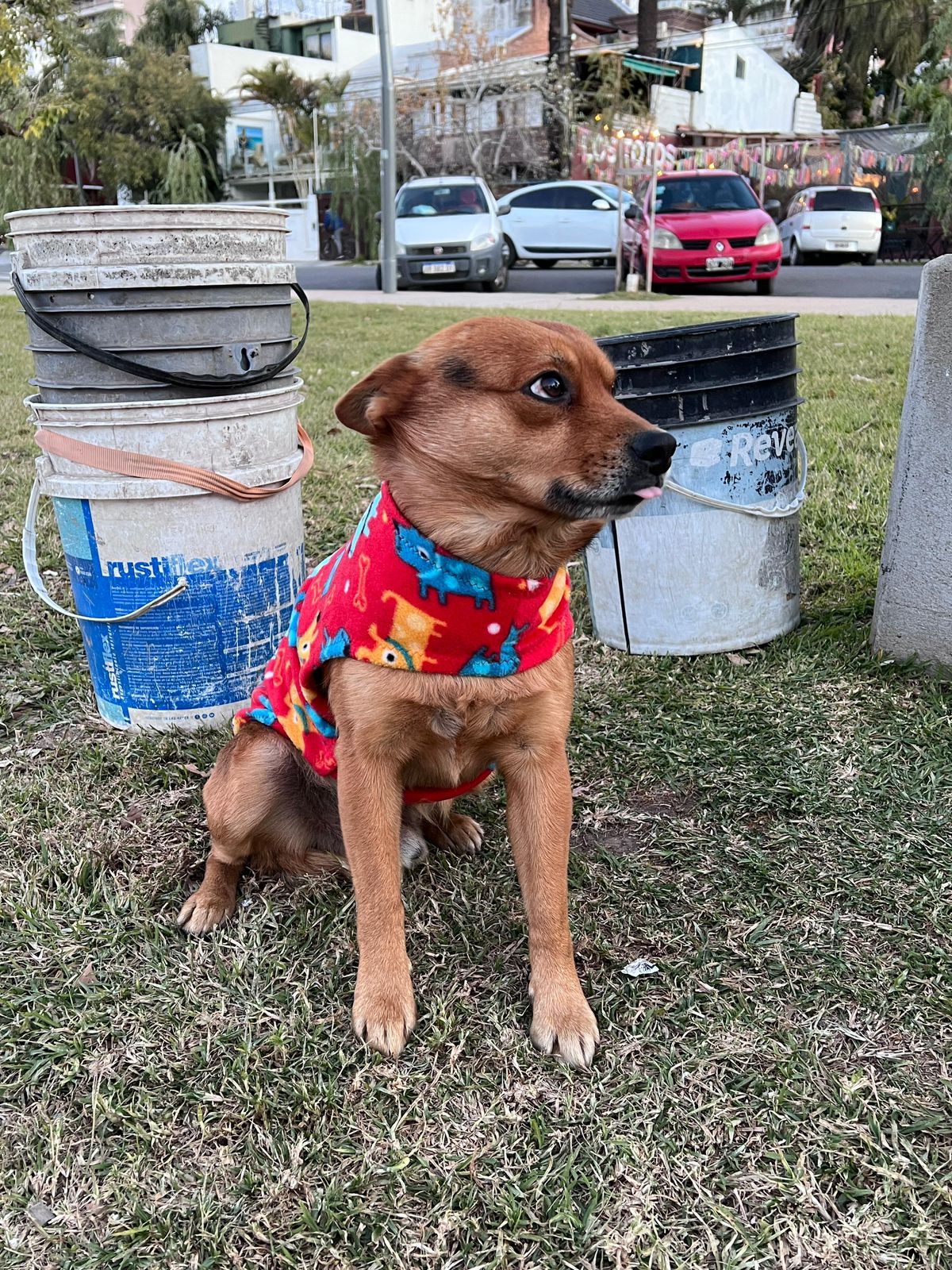 Perrito abrigado