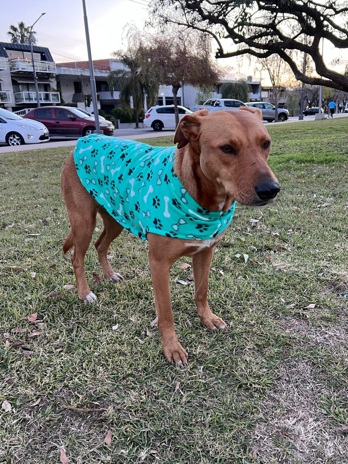 Perrito abrigado