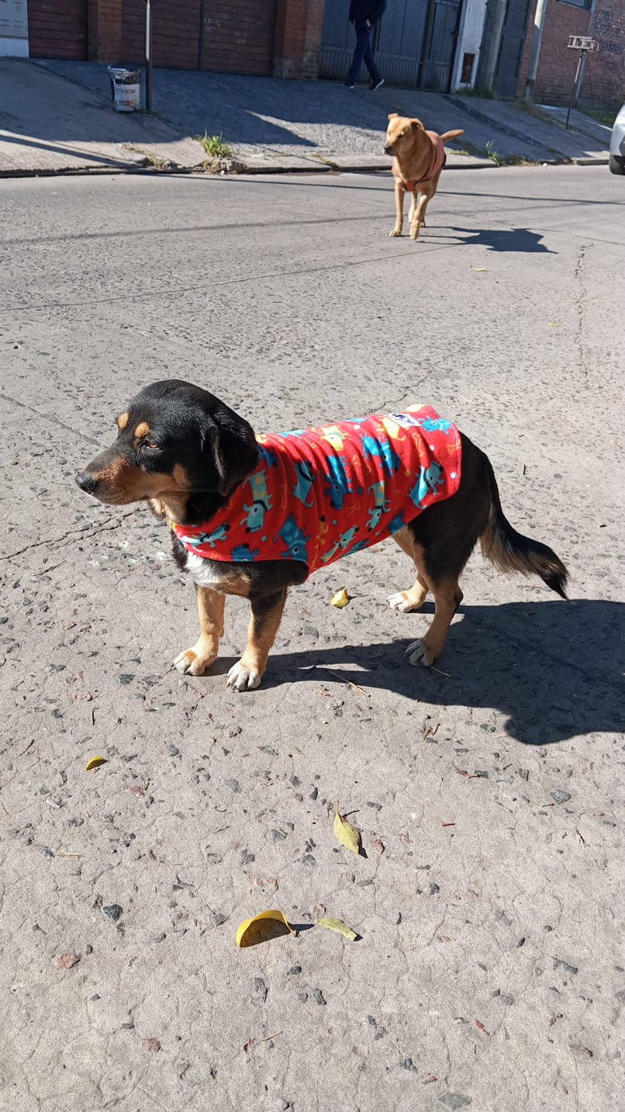 Perrito abrigado