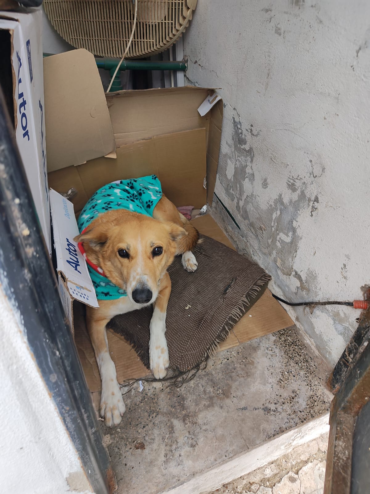 Perrito abrigado